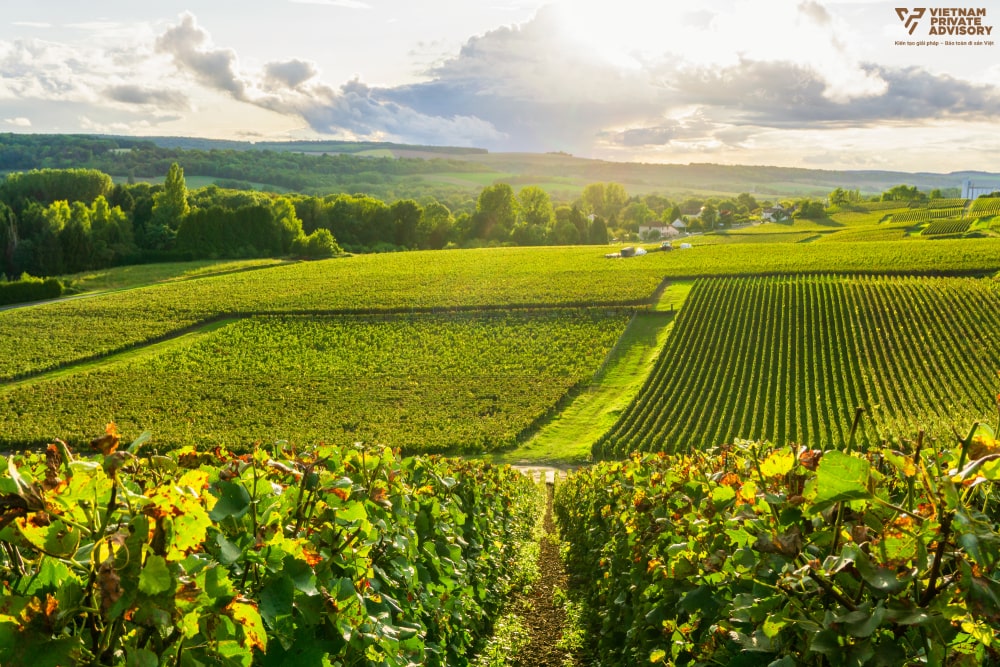 champagne-ruou-vang-phap-vietnam-private-advisory-023